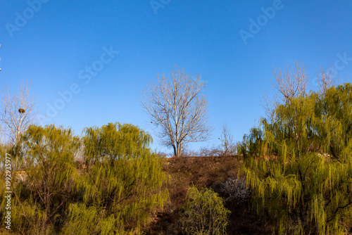 autumn landscape with trees