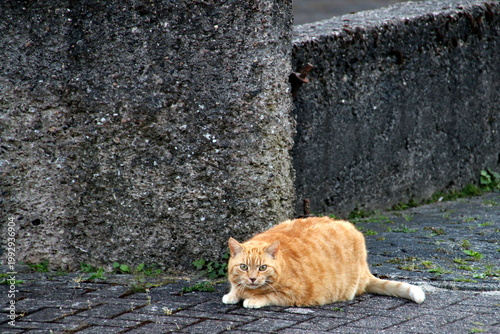 Hauskatze vor Betonmauer