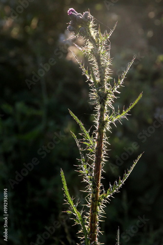 Kratzdistel im Gegenlicht