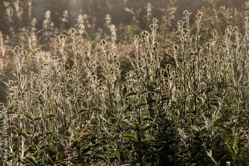 Kratzdisteln im Gegenlicht