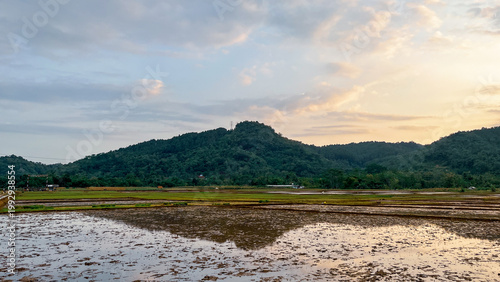 Wetland Rice Field Reflection with Hills and Cloudy Sky