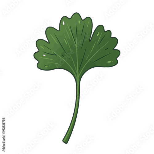Ginkgo Biloba Leaf Vector Illustration, Isolated Transparent Background for Health Food and Herbal Medicine Design
