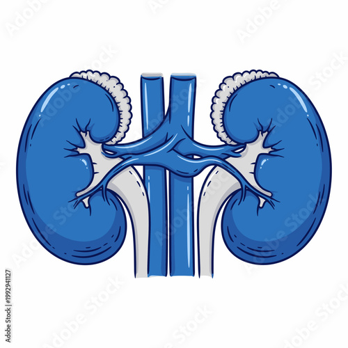 Anatomy of human kidney illustration.