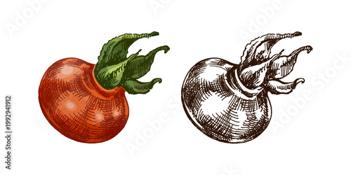 Hand drawn vintage sketch of rosehip fruit set with colored and monochrome versions botanical illustration isolated