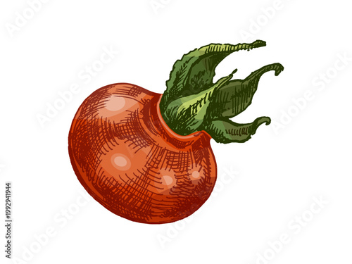 Hand drawn vintage sketch of single rosehip fruit with green calyx in colored engraving style botanical illustration