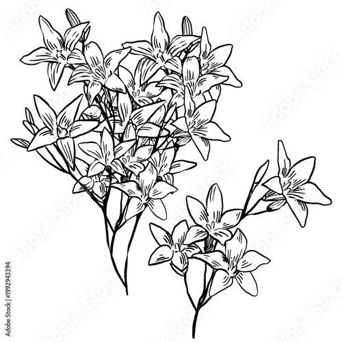 Minimalist black and white vector line art of bellflower bunches. Opened and closed blossoms on thin stems. Clean lines no shading. Perfect for fine line tattoos, wedding invites, and botanical logos.
