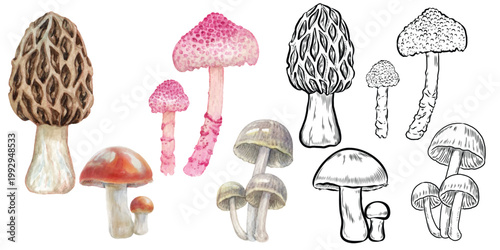 Vector of mushroom isolated on transparent background