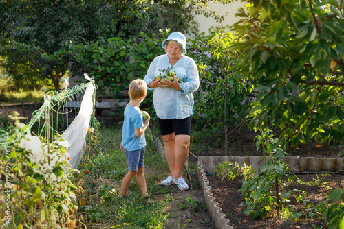 Grandmother and grandson harvesting ripe pears in the orchard.