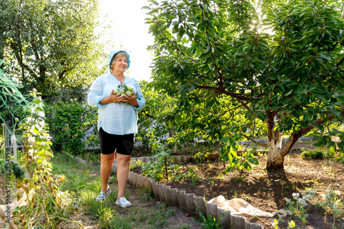 Mature woman holding a handful of fresh green pears in garden.