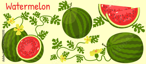 Cute watermelon vector botanical clipart set with juicy slices, wedges and whole fruits, leaves and decorative elements, playful summer illustration isolated on light background