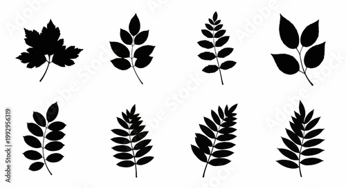 Collection of eight black botanical leaf silhouettes including maple and various pinnate leaf structures isolated on a plain white background for vector graphic design work.