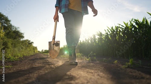 Walking with shovel along dirt road by cornfield in sunlight farmer in boot carries tool while dog follows casting long shadow on soil path during rural afternoon walking and farm work harvest