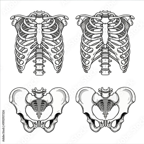 Set of four black and white vector illustrations depicting human skeletal anatomy including two rib cages with thoracic vertebrae and two pelvises with sacrum and hip bones isolated on white.