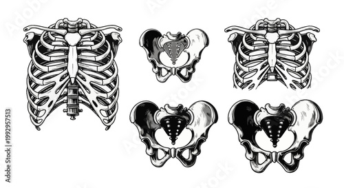 Set of detailed black and white human skeletal illustrations featuring two thoracic rib cages with sternum and three pelvic girdle bones isolated on a white background.