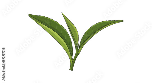 Vector illustration of a fresh green tea shoot featuring two vibrant green leaves and a central bud isolated on a white background, representing the Camellia sinensis plant for tea.