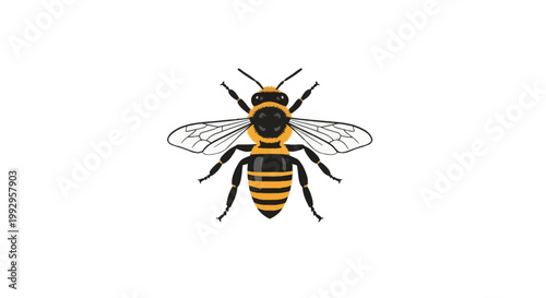 Detailed vector illustration of a honeybee isolated on white, featuring yellow and black striped abdomen, fuzzy thorax, six legs, and outstretched translucent wings in a top-down view.