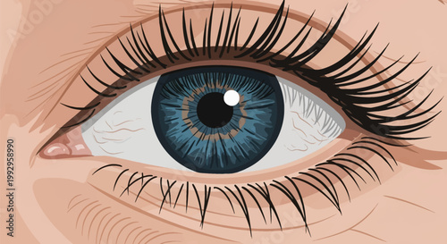 Close-up vector illustration of a human eye with a detailed blue iris, brown central ring, black eyelashes, and pupil. Realistic eye anatomy including eyelids and skin texture.