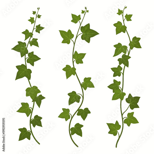 Set of three vertical green ivy vines featuring pointed lobed leaves on winding stems, cartoon style vector illustration isolated on a white background for plant decoration.
