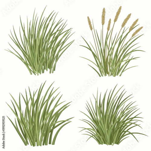 Set of four hand-drawn green beach grass clusters and coastal marram grass tufts with brown seed heads isolated on white background for nature landscaping and botanical garden design.