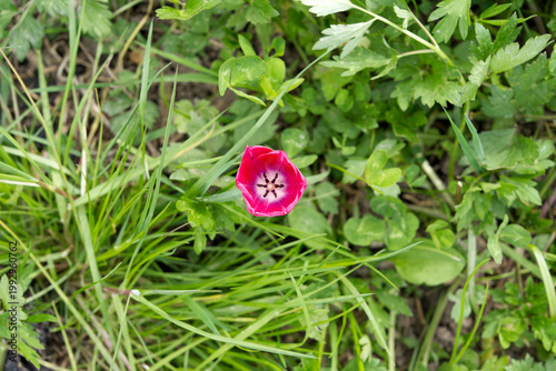 High angle view of beautiful pink tulip flower at farm at Swiss city of Zürich on a spring day. Photo taken April 20th, 2026, Zurich Schwamendingen, Switzerland.