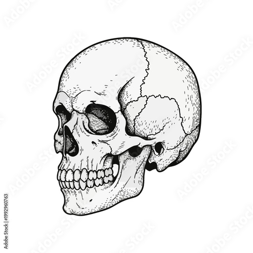 Detailed side view of a human skull with visible teeth and cranial sutures, rendered in a black and white woodcut engraving style illustration on a plain white background.
