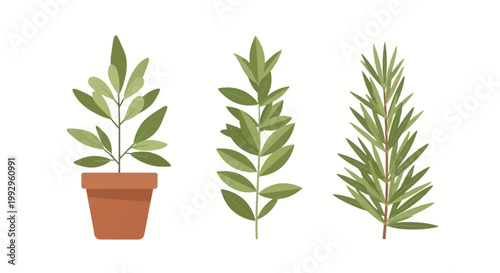Set of three simplistic plant illustrations featuring a green potted houseplant in a terracotta pot, a single leafy stem, and a branch with needle-like leaves on white background.
