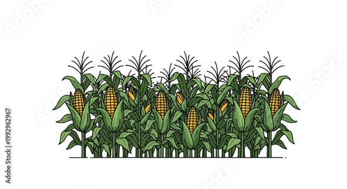 Linear vector illustration of organic corn stalks in a field featuring green foliage and yellow ripe corn ears, isolated on white background for agricultural design and graphics.