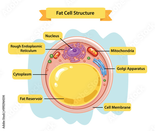 Cartoon Adipocyte Fat Cell Structure Illustration