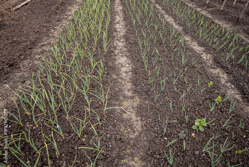 Feld mit Zwiebel Stecklinge im Frühjahr