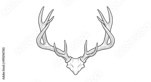 Detailed black and white ink sketch of a deer skull with large branching antlers showing intricate bone textures and shadows.