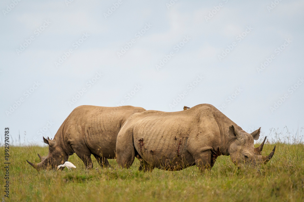 Fototapeta premium 2 black rhinos in the savanna of Ol Pejeta Conservancy in Laikipia, Kenya. 