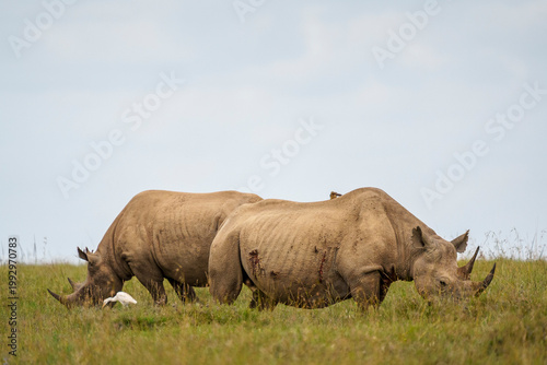 Tablou pe pânză 2 black rhinos in the savanna of Ol Pejeta Conservancy in Laikipia, Kenya
