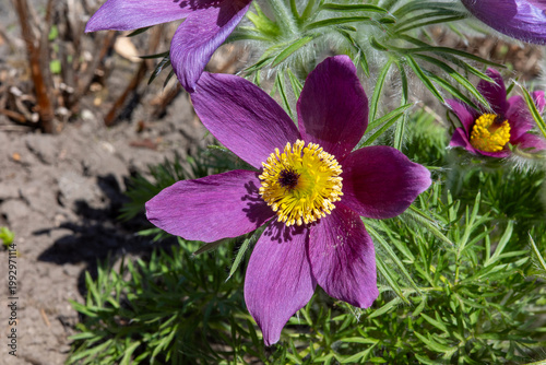 Canvastavla A vibrant, high-angle close-up of a purple Pasqueflower (Pulsatilla vulgaris) in full bloom, showcasing its golden yellow center and delicate, fuzzy green foliage