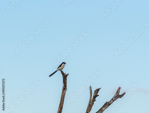 A long-tailed fiscal perched on a dry branch in Taita, Kenya.