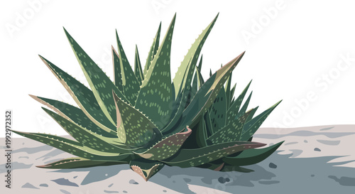 Aloe Vera Succulent Plant Botanical Illustration on Light Background