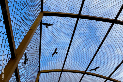 Silhouettes of birds flying against a blue sky seen through a metal mesh structure, creating a striking contrast between freedom and confinement