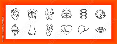 Internal organs set icon. Heart organ, rib cage, thyroid gland, chest ribs, vertebra spine, retina eye, intestine, nose, ear, heartbeat line, liver organ, lips shape.