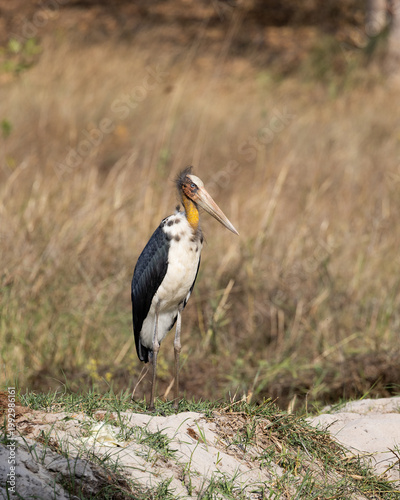 A greater adjutant in India