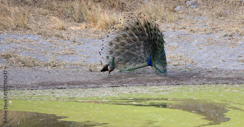 Bilde på lerret A peacock tries his best to impress the peahens
