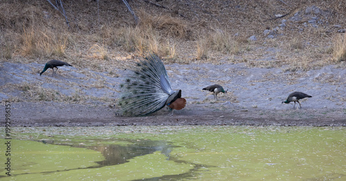 Bilde på lerret A peacock tries his best to impress the peahens