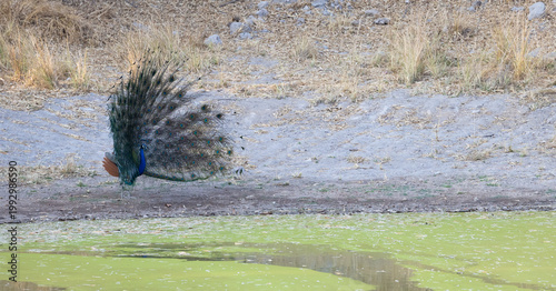 Obraz na plátne A peacock tries his best to impress the peahens