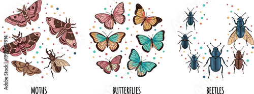 Insects collection with moths butterflies and beetles colorful nature set detailed wings entomology vector illustration