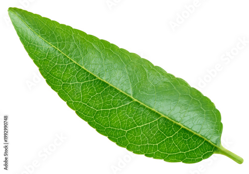 Green almond leaf isolated on transparent. Almond leaf is fresh and isolated with a png
