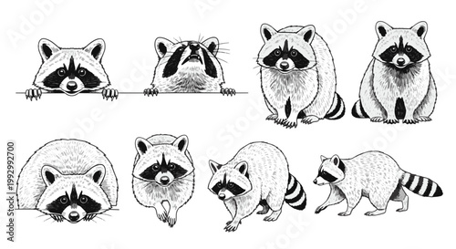 Collection of Adorable Raccoon Characters in Various Poses and Expressions Sketch Art Style