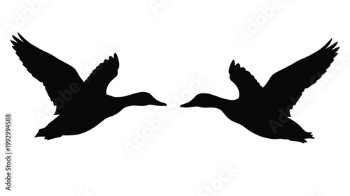 Two flying ducks face each other in a dark silhouette
