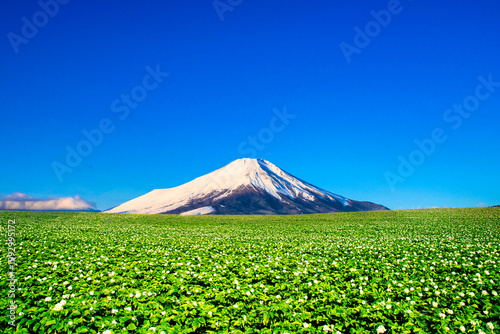 北海道のジャガイモ畑と富士山合成
