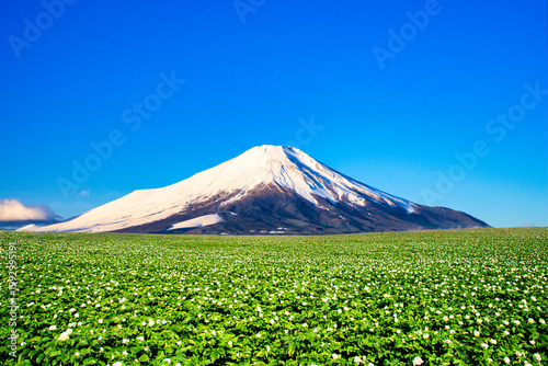 北海道のジャガイモ畑と富士山合成