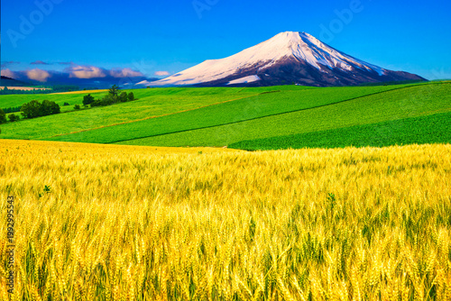 美瑛の美しい田園風景と富士山合成