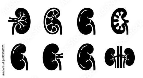 Human kidney icon set, medical anatomy vector symbols of renal system, black silhouette of internal organs for healthcare and urology infographics
