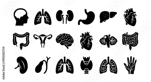 Human internal organs icon set, black silhouette medical anatomy symbols, 18 vector illustrations of body systems for healthcare infographics